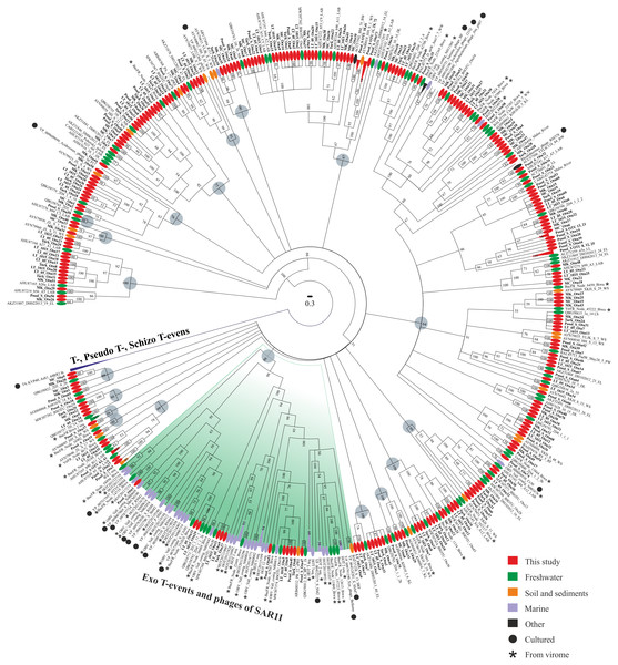 Bayesian phylogenetic tree based on the alignment of 438 g23 major capsid protein sequences.