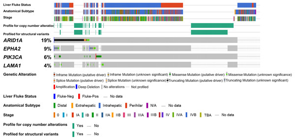 Genetic alterations of the ARID1A mutations with alterations of EPHA2, PIK3CA and LAMA1.