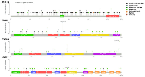 Variant distribution of ARID1A, EPHA2, PIK3CA and LAMA1 genes in 795 CCA patients.