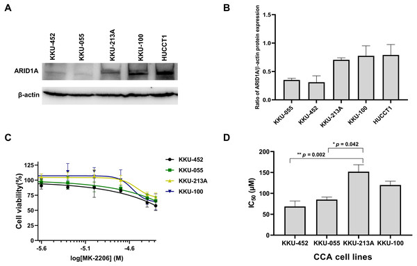 Loss of ARID1A expression leads to increased sensitivity towards MK-2206 in ARID1A-deficient CCA cell lines.