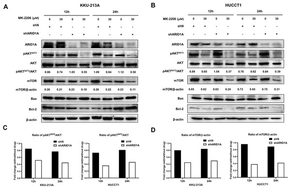 AKT inhibition decreases phosphorylation of AKT, mTOR and induces apoptosis in ARID1A-knockdown CCA cell lines.