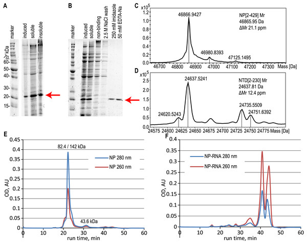 Expression and purification of the N-terminal domain of the nucleoprotein, analysis of the full-length NP and NTD.