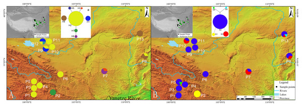 Geographic distribution of cpDNA and AT103 haplotypes detected among 13 populations of Triosteum pinnatifidum, (A) cpDNA, (B) AT103.