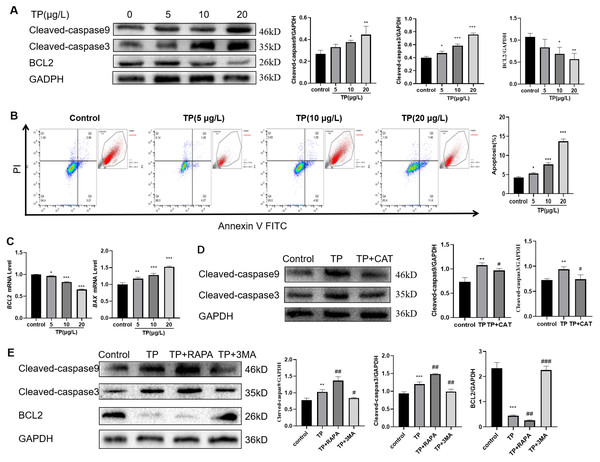 TP-induced apoptosis is restrained by CAT via hyperautophagy repression.