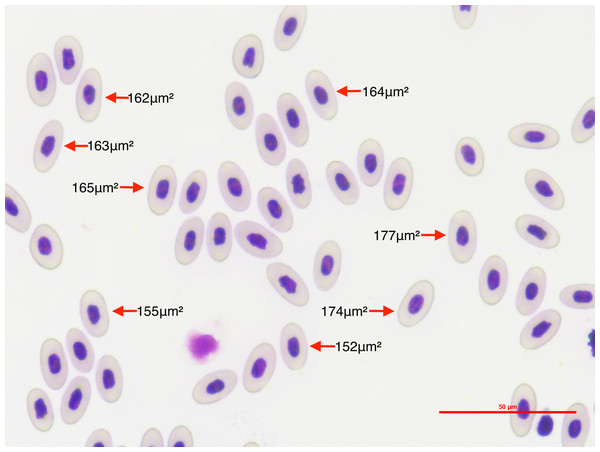 To quantify the within-individual variation in lizard erythrocyte size, we photographed thin blood smear optical fields of P. azurophilum infected and non-infected A. gundlachi individuals.