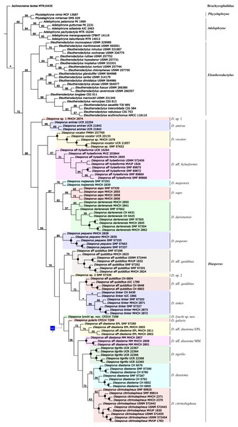Phylogenetic relationships of Diasporus and outgroups recovered in one of the most parsimonious trees of 5,879 steps from a parsimony analysis in TNT treating gaps as a fifth state.