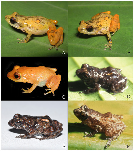 Living specimens of the Diasporus species known from Colombia.