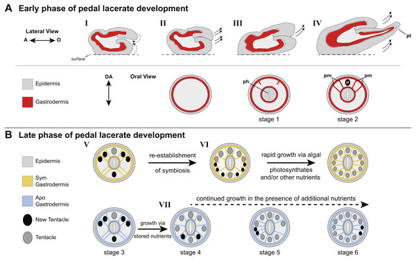 Model of patterning events during Aiptasia pedal lacerate development.