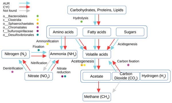 Main metabolic pathways in stabilization ponds.