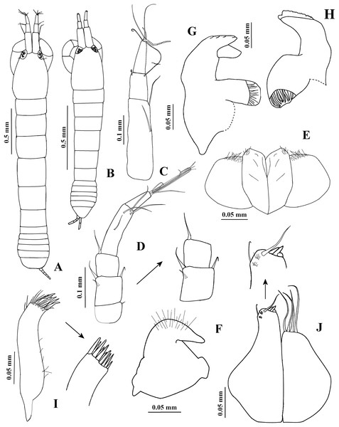 Chondrochelia algicola, type and topotype specimens.