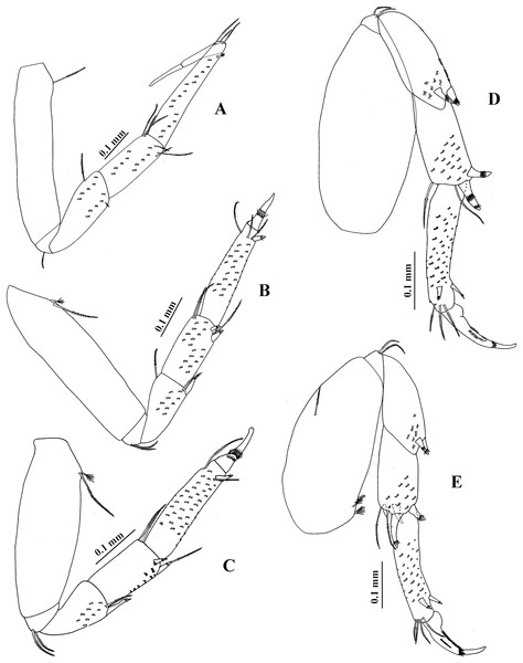 Chondrochelia caribensis sp. nov. Paratype ECOSUR 236, male, 3.0 mm.
