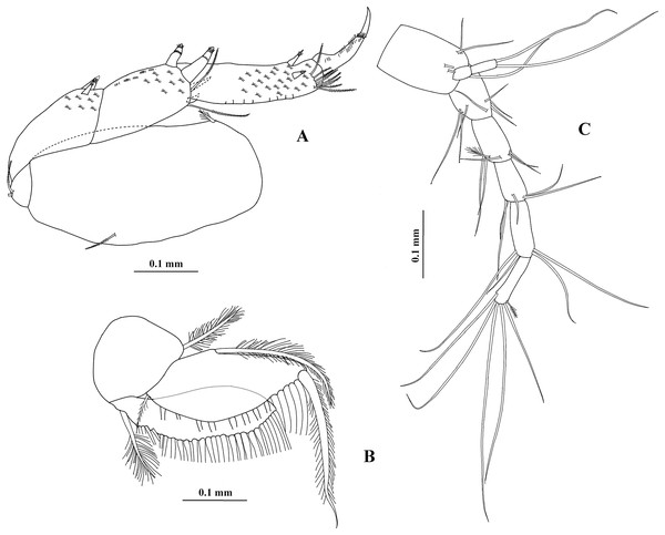 Chondrochelia caribensis sp. nov. Paratype ECOSUR 236, male, 3.0 mm.