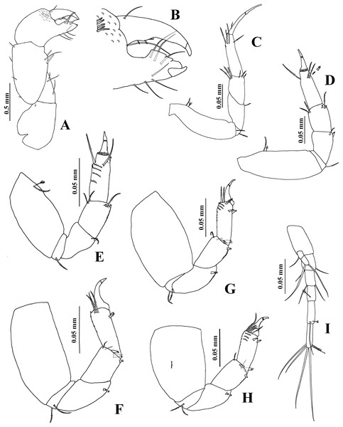 Chondrochelia winfieldi sp. nov. Holotype ECOSUR 238, non-ovigerous female, 3.0 mm.