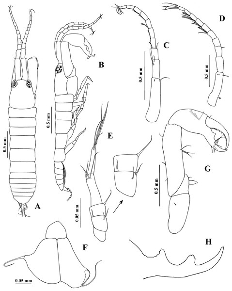 Chondrochelia algicola, type and topotype specimens.