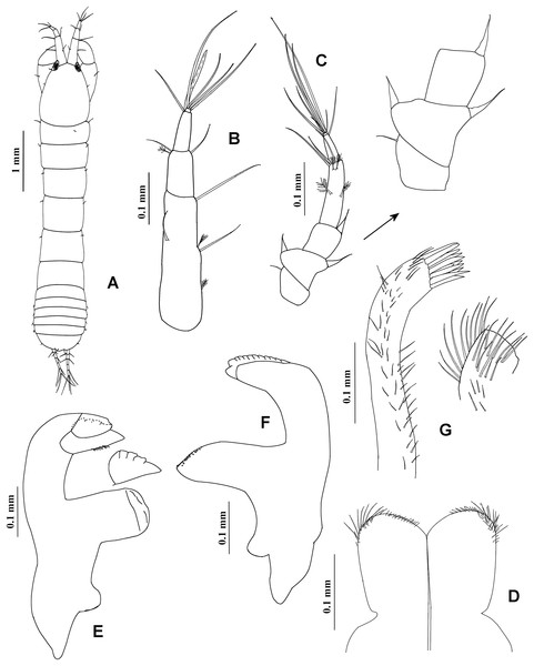 Chondrochelia caribensis sp. nov. Holotype ECOSUR 235, non-ovigerous female, 4.6 mm.