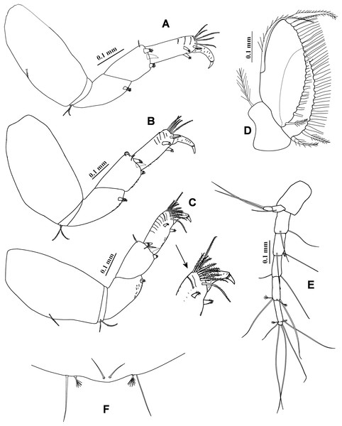 Chondrochelia caribensis sp. nov. Holotype ECOSUR 235, non-ovigerous female, 4.6 mm.