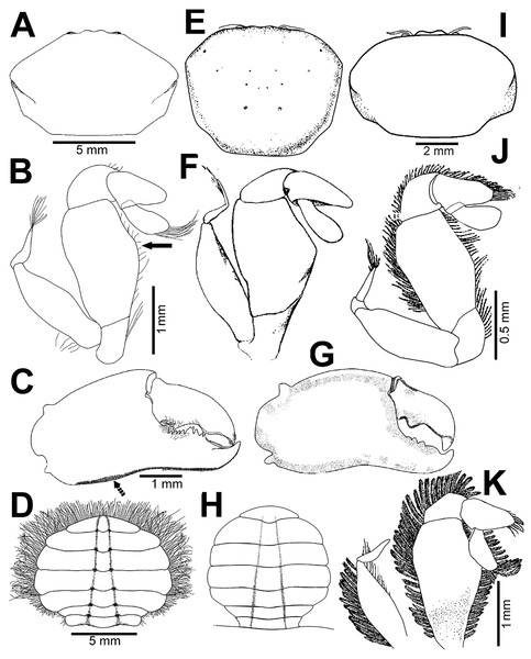 Comparison between females: Holothuriophilus trapeziformis Nauck, 1880 and H. pacificus (Poeppig, 1836).