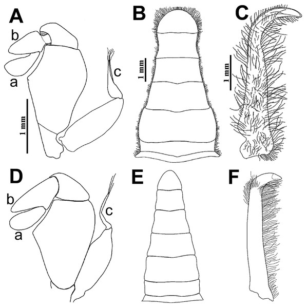 Comparison between males: Holothuriophilus trapeziformis Nauck, 1880 and H. pacificus (Poeppig, 1836).
