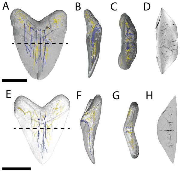 Internal morphology of Otodus megalodon teeth.