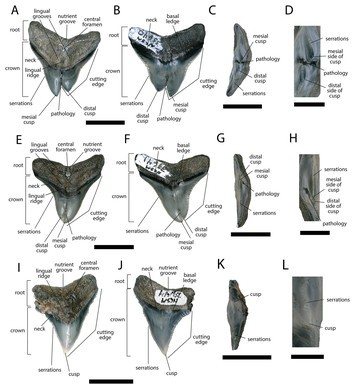 Dental pathologies in lamniform and carcharhiniform sharks with ...