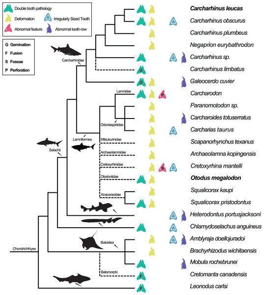 Simplified Chondrichthyes composite phylogeny highlighting the published distribution of dental pathologies.