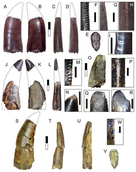 Teeth assigned to Carcharodontosauria.