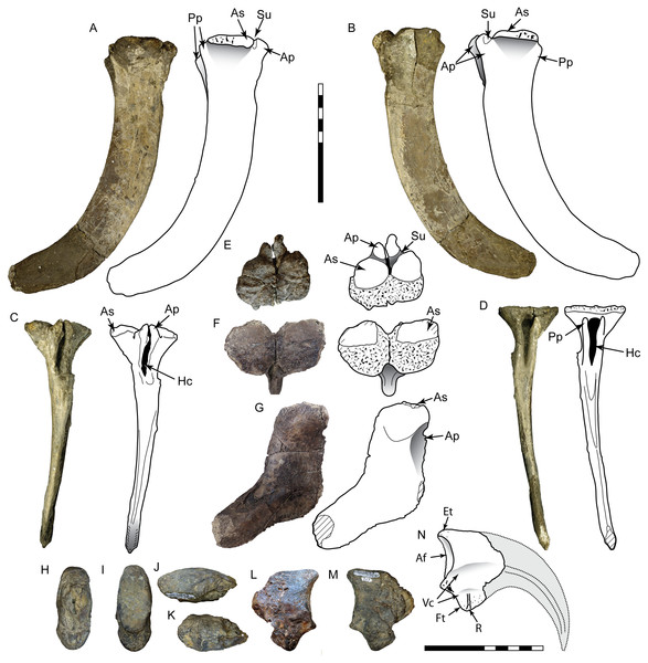 Postcranial material assigned to Carcharodontosauria.