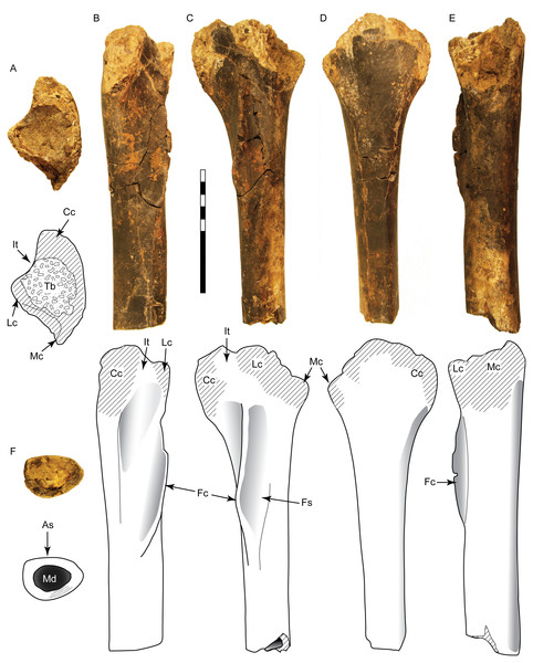 Tibia SMU 76809 assigned to Ornithomimosauria.