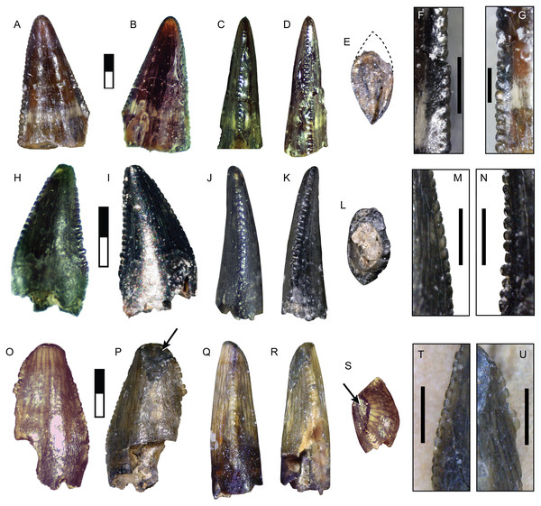 Teeth assigned to Coelurosauria indet.