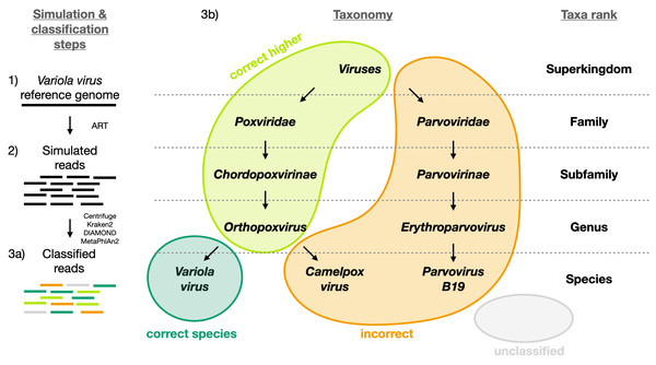 Visual representation of the different classification categories defined in this study (“correct species”, “correct higher”, “incorrect” and “unclassified”).