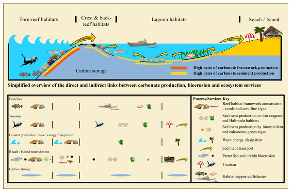 Theoretical composite distribution of carbonate framework and sediment producers, transport and depositional processes common to tropical coral reef ecosystems and atolls and their associated ecosystem services.