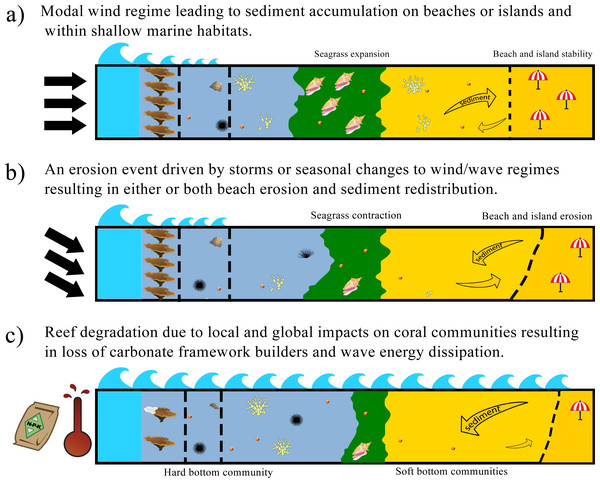 Carbonate framework and sediment production, transport and accumulation altered by variability in the physical system.