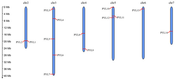 Chromosomal distribution and localization of CsPYLs.