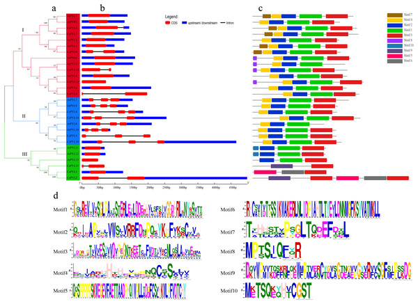Phylogenetic relationships, gene structure and conserved motifs of PYL genes.