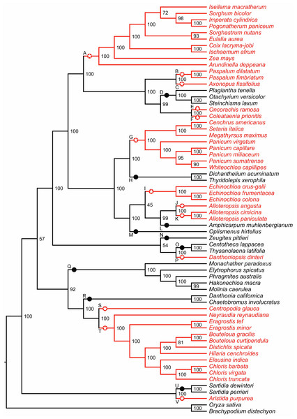 Phylogenetic relationships among 64 C4 and C3 grass species.