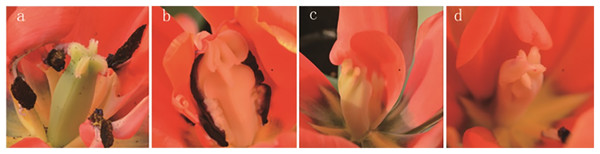 Stigma variation of treated tulips.