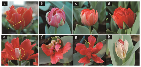 Flower colour and petal variation in treated tulips.