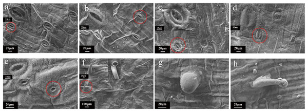 SEM images of the morphology of the trichome on the surface of the tulip leaves under different doses of irradiation.