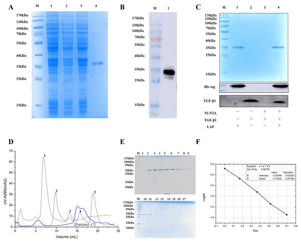 Purification and identification of Recombinant LAP.