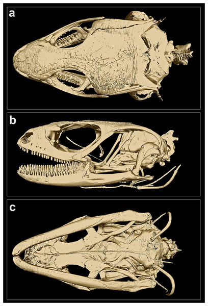 MicroCT-scan of the skull of the holotype of Protoblepharus apatani gen. et sp. nov. (BNHS 2853) with the osteoderm cover removed (visualized with CTVox and Amira 6.7).