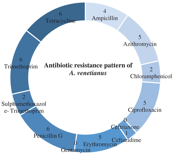 Antibiotic resistance pattern.