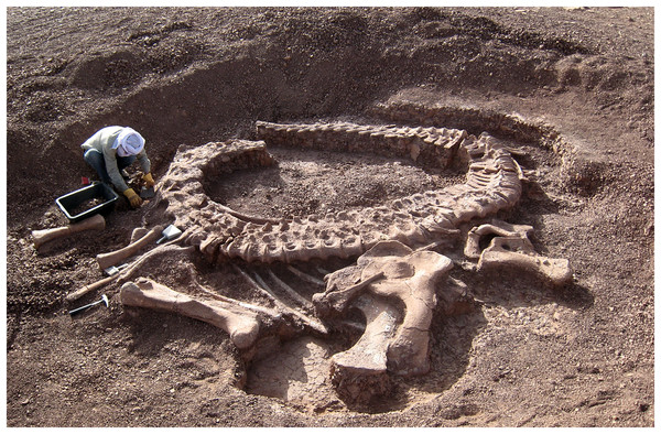 Spinophorosaurus nigerensis holotype GCP-CV-4229 in situ during excavation in the region of Aderbissinat, Thirozerine Dept., Agadez Region, Republic of Niger.