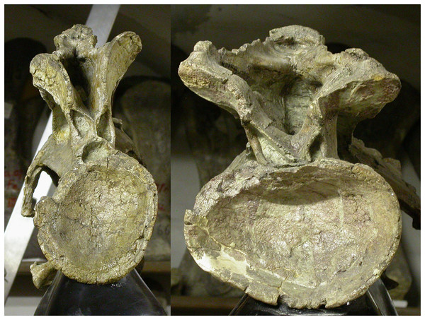 Cervical vertebrae 4 (left) and 6 (right) of Giraffatitan brancai lectotype MB.R.2180 (formerly HMN SI), in posterior view.