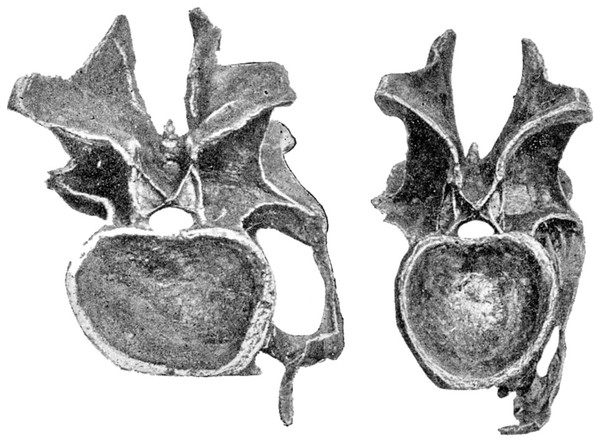 Cervical vertebrae 14 (left) and 13 (right) of Diplodocus carnegii holotype CM 84, in posterior view.