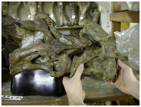 Manipulation of consecutive sauropod vertebrae by hand. Cervicals 2 and 3 of Giraffatitan brancai lectotype MB.R.2181 (formerly HMN SI).