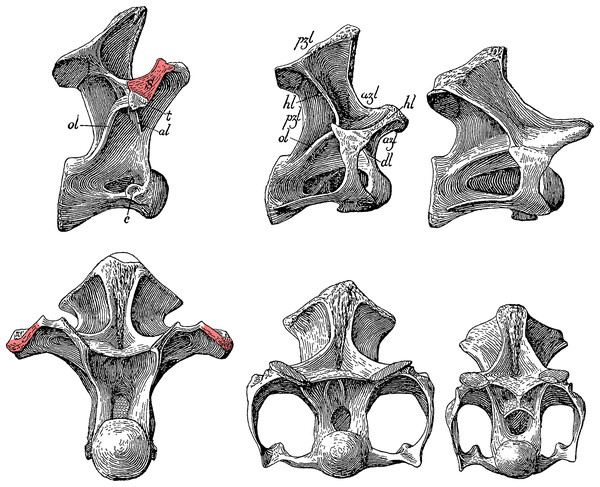 Cervicodorsal transition of Haplocanthosaurus priscus holotype CM 572.
