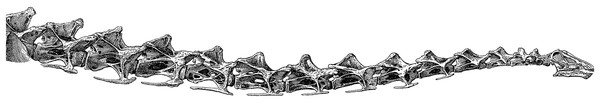 Neck of Diplodocus carnegii holotype CM 84, as reconstructed by Hatcher (1901: plate XIII), with 15 undamaged cervical vertebrae.