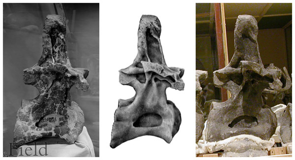 Three images of presacral vertebra 6 (probably dorsal 7) of Brachiosaurus altithorax holotype FMNH P25107, in right lateral view, showing misleading restoration.
