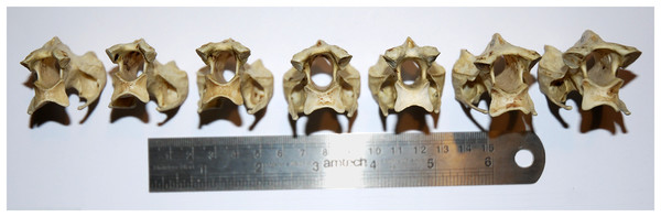 Cervical vertebrae 5–11 of an ostrich, Struthio camelus, in posterior view, showing that articular facet shape remains similar along the column.