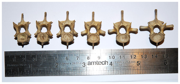 Cervical and dorsal vertebrae (C5–8 and D1–2) of a juvenile alligator, Alligator mississippiensis, in anterior view, showing that articular facet shape remains similar along the column.